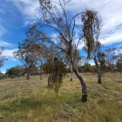 Amyema miquelii at Fraser, ACT - 25 Oct 2023 03:36 PM