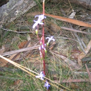 Lobelia sp. at Yaouk, NSW - suppressed