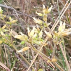 Cerastium vulgare (Mouse Ear Chickweed) at Spence, ACT - 25 Oct 2023 by trevorpreston