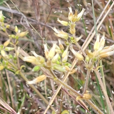 Cerastium vulgare (Mouse Ear Chickweed) at Kuringa Woodlands - 25 Oct 2023 by trevorpreston