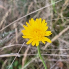 Hypochaeris radicata (Cat's Ear, Flatweed) at Spence, ACT - 25 Oct 2023 by trevorpreston