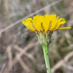 Hypochaeris radicata at Spence, ACT - 25 Oct 2023