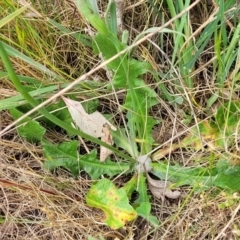 Hypochaeris radicata at Spence, ACT - 25 Oct 2023