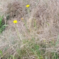 Hypochaeris radicata at Spence, ACT - 25 Oct 2023