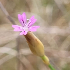 Petrorhagia nanteuilii (Proliferous Pink, Childling Pink) at Kuringa Woodlands - 25 Oct 2023 by trevorpreston