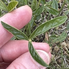 Cullen microcephalum at Yarralumla, ACT - 25 Oct 2023 05:20 PM