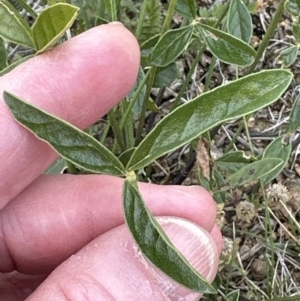 Cullen microcephalum at Yarralumla, ACT - 25 Oct 2023 05:20 PM