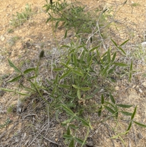 Cullen microcephalum at Yarralumla, ACT - 25 Oct 2023