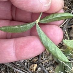 Cullen microcephalum at Yarralumla, ACT - 25 Oct 2023 05:20 PM