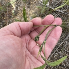 Cullen microcephalum at Yarralumla, ACT - 25 Oct 2023 05:20 PM