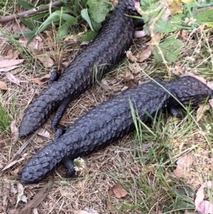 Tiliqua rugosa at Majura, ACT - 25 Oct 2023 03:30 PM