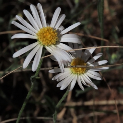 Brachyscome dentata (Lobe-Seed Daisy) at Bobundara, NSW - 7 Mar 2021 by AndyRoo