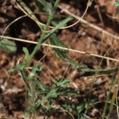 Brachyscome dentata at Bobundara, NSW - 7 Mar 2021