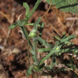 Brachyscome dentata at Bobundara, NSW - 7 Mar 2021