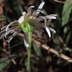 Brachyscome dentata at Bobundara, NSW - 7 Mar 2021