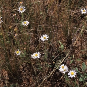 Brachyscome dentata at Bobundara, NSW - 7 Mar 2021