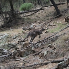 Macropus giganteus (Eastern Grey Kangaroo) at Mount Majura - 12 Oct 2023 by jb2602