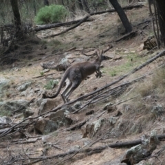 Macropus giganteus at Majura, ACT - 12 Oct 2023 11:23 AM