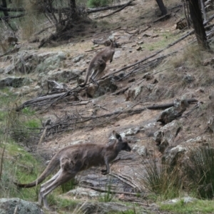 Macropus giganteus at Majura, ACT - 12 Oct 2023