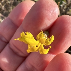 Goodenia pinnatifida at Yarralumla, ACT - 25 Oct 2023