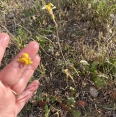 Goodenia pinnatifida at Yarralumla, ACT - 25 Oct 2023