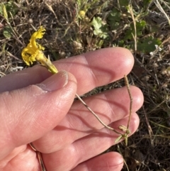 Goodenia pinnatifida at Yarralumla, ACT - 25 Oct 2023