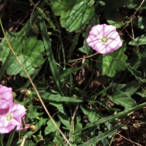 Convolvulus angustissimus subsp. angustissimus at Bobundara, NSW - 7 Mar 2021