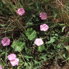 Convolvulus angustissimus subsp. angustissimus at Bobundara, NSW - 7 Mar 2021