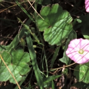 Hydrocotyle laxiflora at Bobundara, NSW - 7 Mar 2021