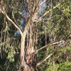 Eucalyptus elata at Deakin, ACT - 25 Oct 2023