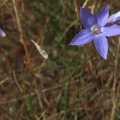 Wahlenbergia capillaris (Tufted Bluebell) at Bobundara, NSW - 7 Mar 2021 by AndyRoo