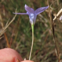 Wahlenbergia capillaris at Bobundara, NSW - 7 Mar 2021