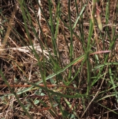 Wahlenbergia capillaris at Bobundara, NSW - 7 Mar 2021