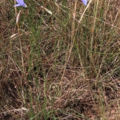 Wahlenbergia capillaris at Bobundara, NSW - 7 Mar 2021