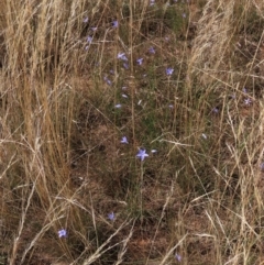 Wahlenbergia capillaris at Bobundara, NSW - 7 Mar 2021