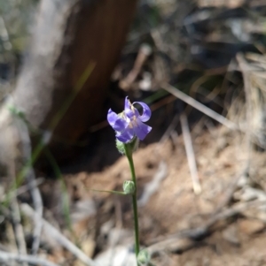 Wahlenbergia sp. at Gungahlin, ACT - 24 Oct 2023