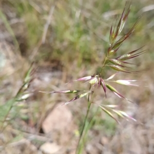 Rytidosperma sp. at Gungahlin, ACT - 24 Oct 2023