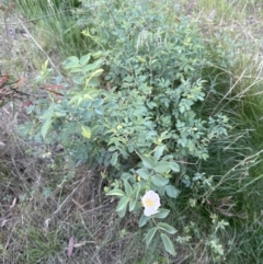 Rosa canina (Dog Rose) at Belconnen, ACT - 25 Oct 2023 by lbradley