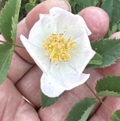 Rosa canina at Aranda, ACT - 25 Oct 2023 06:55 PM