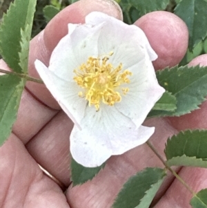 Rosa canina at Belconnen, ACT - 25 Oct 2023