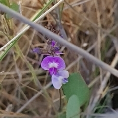 Glycine tabacina (Variable Glycine) at Goorooyarroo NR (ACT) - 24 Oct 2023 by WalkYonder