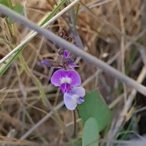 Glycine tabacina at Gungahlin, ACT - 24 Oct 2023 11:57 AM