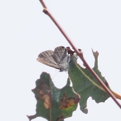 Acrodipsas myrmecophila (Small Ant-blue Butterfly) at Symonston, ACT - 21 Oct 2023 by RAllen