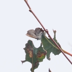 Acrodipsas myrmecophila at suppressed - suppressed