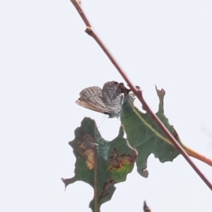 Acrodipsas myrmecophila at suppressed - suppressed