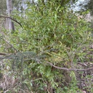 Billardiera heterophylla at Aranda, ACT - 25 Oct 2023 07:12 PM