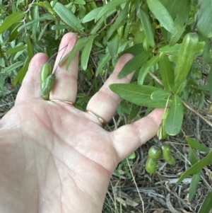 Billardiera heterophylla at Aranda, ACT - 25 Oct 2023