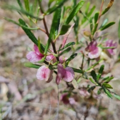 Dodonaea viscosa (Hop Bush) at O'Malley, ACT - 17 Oct 2023 by WalkYonder