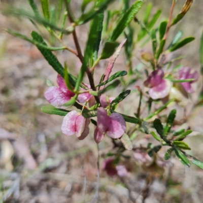 Dodonaea viscosa (Hop Bush) at O'Malley, ACT - 17 Oct 2023 by WalkYonder