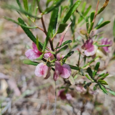 Dodonaea viscosa (Hop Bush) at Mount Mugga Mugga - 17 Oct 2023 by WalkYonder